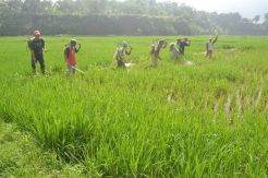 Hama Padi Menyerang, Petani Subang Meradang