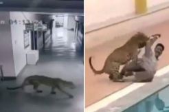 Upss...Leopard Attacked India School, Six Injured