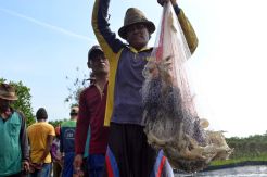 Petani Udang Faname Raup Omzet Rp1 Miliar Per Tahun