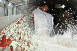 KPPU Ungkap Modus Permainan Harga Daging Ayam dan Beras