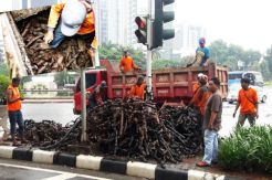 Mystery of Cable Skin Waste Around National Palace