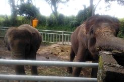 Empat Gajah di Bali Elephant Camp Tunggu Kelahiran Anaknya