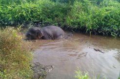 Gajah Liar Terjebak di Dalam Kanal Bloking