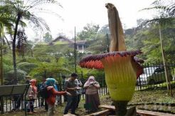 Waw, Bunga Bangkai di Cibodas Ini Tertinggi di Dunia