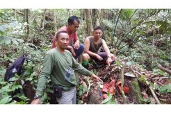 Bunga Raflesia Kembali Ditemukan di Bukit Batu Tabir