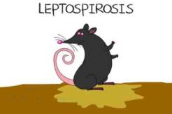 Status Waspada Serangan Leptospirosis di Sampang Diperpanjang