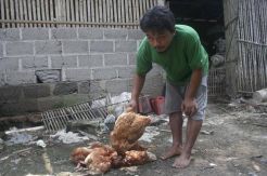 Seratusan Ayam Mati Mendadak, Warga Resah
