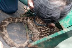 Makan Ternak Warga, Macan Tutul Terperangkap Jerat