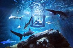 Merasakan Sensasi Nginap Bareng Ikan Hiu di Tengah Akuarium