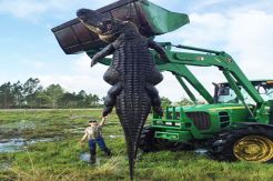 Wow...Giant Alligator Killed by Florida Farm Hunter