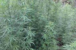 Ladang Ganja Seluas 8 Ha Ditemukan di Aceh Selatan