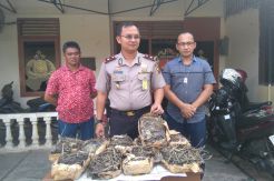 Polisi Temukan Ganja dalam Gorong-Gorong