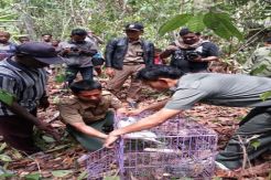 BKSDA Lepas Burung Langka di Cagar Alam Raja Ampat