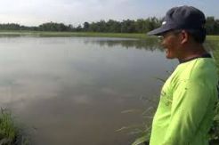 Puluhan Ha Sawah di Mamasa Rusak Dihantam Banjir Bandang