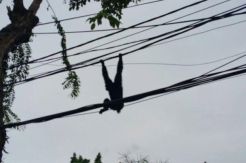 Lepas Kandang, Siamang Bikin Geger di Cakung