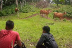 3 Sapi Milik Mantan Anggota Dewan Digondol Rampok Bersenpi