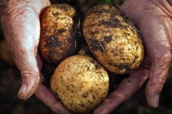 Ewindo Kerja Sama Indofood Tingkatkan Produktivitas Petani Kentang
