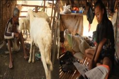 Menyedihkan, Bapak dan Putrinya Ini Tinggal di Kandang Kambing