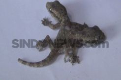 Cecak Berkepala Dua dan Berkaki Enam Jadi Tontonan Warga