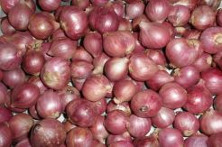 Pengusaha Kecewa Pemerintah Telat Serap Bawang Merah