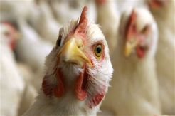 Ini Faktor Utama Meningkatnya Kasus Flu Burung pada 2016