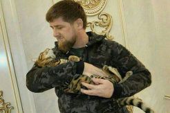 Kucing Peliharaan Hilang,...