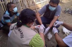 Bangkai Ayam Positif Flu Burung, Pemkot Jaktim Razia Unggas