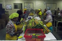Industri Jamu Nasional Terkendala Bahan Baku dan Riset