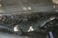 Buaya Masuk Rumah, Keluarga Mardeng Menjerit