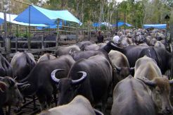 Pemerintah Buka Opsi Impor Kerbau dari India