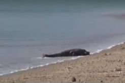 Berjemur di Pantai, Buaya Ini Dikira Wisatawan
