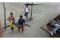 Buaya 2 Meter Nyangkut di Bubu Nelayan