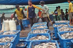 Sewa Lahan Naik 450%, Pengusaha Ikan Muara Baru Menjerit