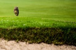 Monyet, Buaya, dan Burung Hantu Teror Pegolf Olimpiade 2016