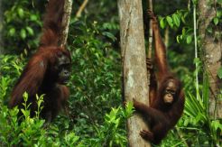 Dua Orangutan Berkeliaran di Perumahan, Warga Ketakutan