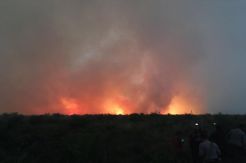 Belum Tertangani, Kebakaran Hutan di Bengkalis Semakin Meluas