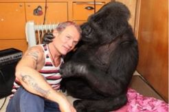 Asyiknya Bassis RHCP, Flea, Nge-Jam Bareng Koko Si Gorila