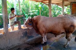 Sapi Berbobot 1,3 Ton Asal Gunungkidul Laku Rp100 Juta