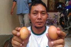 Telur Bertuliskan Allah Tidak Akan Dijual