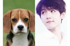 Baekhyun EXO Mirip Seekor...
