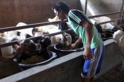 Jelang Idul Adha, Peternak Resah Harga Kambing Turun