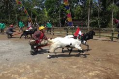 Serunya Lomba Karapan Kambing di Lereng Gunung Anjasmoro