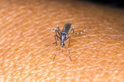 Singapura Konfirmasi 31 Kasus Baru Infeksi Virus Zika