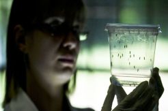 Zika Lives in Eyes and Tears too