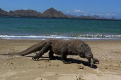 Dinosaurus Asli Indonesia Bikin Peserta Diving Fam Trip dari Thailand Terkagum