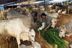 MNC dan 87 Mitra Perusahaan Gelar CSR Hewan Kurban