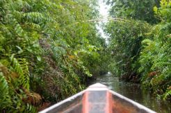 1,6 Juta Ha Lahan di Kalteng Bakal Jadi Hutan Tanaman Rakyat