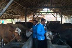 Semen Indonesia Suntik Dana Rp1,43 M ke Peternak Sapi di Rembang