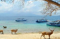 Plataran LHarmonie Menjangan Masuk 100 Top Destinasi Hijau Dunia