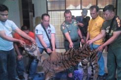 Perdagangan Organ Harimau Sumatera di Pekanbaru Digagalkan